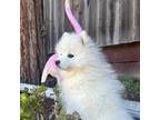 Japanese Spitz Puppy for sale in Benicia, CA, USA