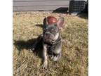 French Bulldog Puppy for sale in Denver, CO, USA