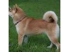 Shiba Inu Puppy for sale in Phillipsburg, NJ, USA