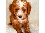 Cavapoo Puppy for sale in Wausau, WI, USA