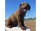 Chesapeake Bay Retriever Puppy for sale in Scottsville, KY, USA