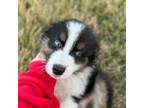 Australian Shepherd Puppy for sale in Laotto, IN, USA