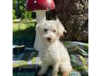 Schnauzer (Miniature) Puppy for sale in Heath Springs, SC, USA