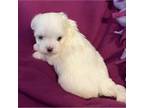 Maltese Puppy for sale in Chehalis, WA, USA