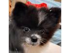 Pomeranian Puppy for sale in Lineville, AL, USA