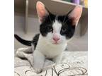 Adopt Laa-Laa a Domestic Short Hair