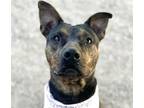 Adopt BELLE* a Pit Bull Terrier, Mixed Breed