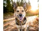 Adopt ALICE* a German Shepherd Dog, Mixed Breed