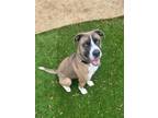 Adopt MARLEY a Pit Bull Terrier, Mixed Breed