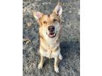 Adopt Libby a German Shepherd Dog, Siberian Husky