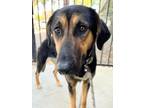 Adopt Sapphire a German Shepherd Dog