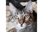 Adopt Cassie - Bonded Pair a Tabby, Domestic Short Hair