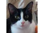 Adopt Gloria -- Bonded Pair a Tuxedo, Domestic Short Hair