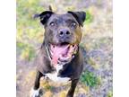Adopt Bloom a Pit Bull Terrier