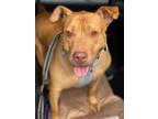 Adopt Lilo a Mixed Breed