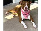 Adopt KAT a American Staffordshire Terrier, Pointer