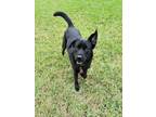 Adopt CLOVER a Labrador Retriever, Mixed Breed