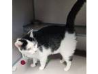 Adopt Socks a Domestic Short Hair