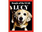 Adopt Lucy a Beagle