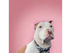 Adopt Nakia a Pit Bull Terrier