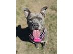 Adopt Diamond a American Staffordshire Terrier