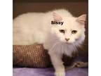 Adopt Sissy 211220 a Domestic Long Hair