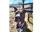 Adopt CHERRY a Pit Bull Terrier, Mixed Breed