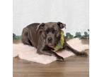Adopt Guac a Pit Bull Terrier