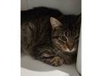 Adopt Plover a Tabby