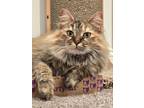 Adopt Bonnibel23T a Domestic Medium Hair