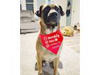 Adopt Princess a German Shepherd Dog, Mastiff