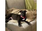 Adopt Kiwi Barkville a Pit Bull Terrier