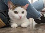 Adopt Lynda a Domestic Short Hair