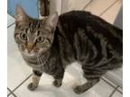 Adopt Herminone a Tabby