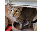 Adopt Loveheart a Domestic Short Hair