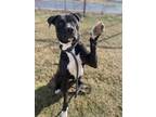 Adopt Savannah a Boxer, American Bully