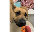 Adopt Scrappy a Black Mouth Cur, Pit Bull Terrier