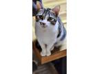 Adopt Winter a Calico