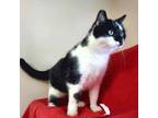 Adopt Shorty a Domestic Short Hair