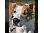 Adopt NIRVANA a Pit Bull Terrier, Mixed Breed