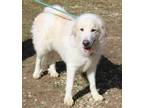 Adopt Joy a Great Pyrenees