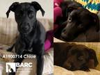 Adopt CHLOE a Labrador Retriever, Mixed Breed