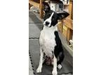 Adopt Kalua a Border Collie, Mixed Breed