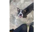 Adopt Saphire a Pit Bull Terrier