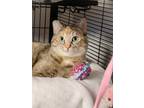 Adopt Karla a Domestic Short Hair