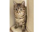 Adopt Malibu a Domestic Short Hair