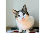 Adopt Neptune a Domestic Short Hair