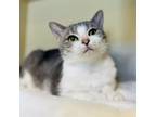 Adopt Tuna a Domestic Short Hair