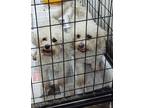 Adopt Judy Moody a Bichon Frise