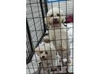 Adopt Ramona Quimby a Bichon Frise